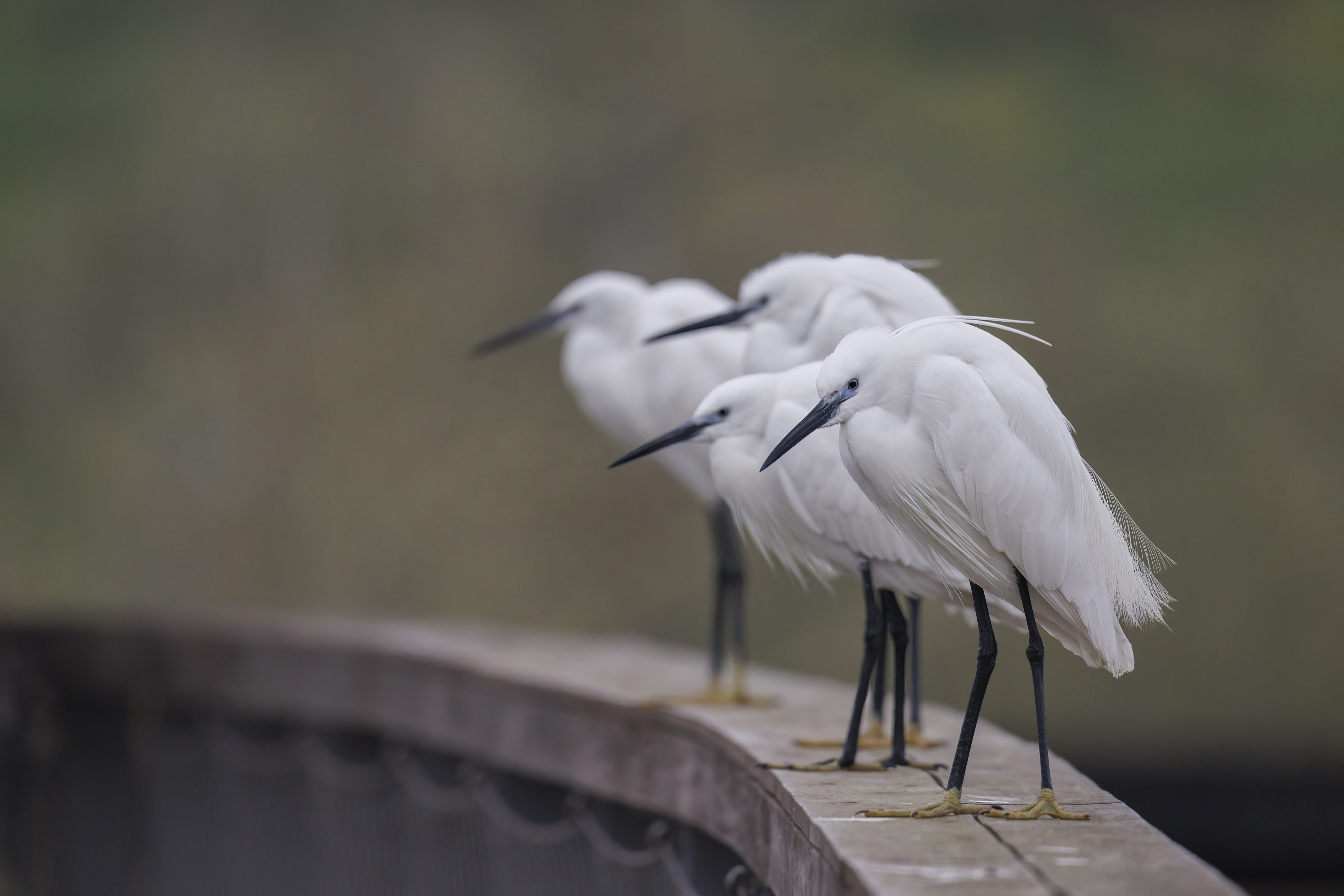 20220330-March 30, 2022-070746-2-070746-Edit.jpg